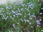 Flax Plant