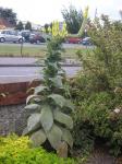 Wild Verbascum 