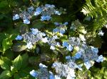 Blue Willow Hydrengea