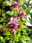 another color of beebalm