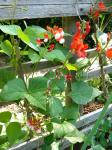 Scarlet Runner and Painted Lady Runner Beans