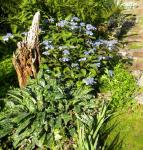 pulmonaria, hydrengea, iris, sweet woodruff and ferns