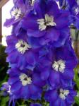 Delphinium