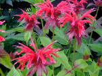 Monarda