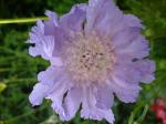 Scabiosa