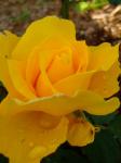 Midas Touch