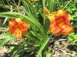 Love Conquers All, Daylily