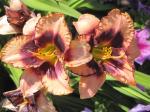 Daylily