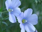 Up close on Flax plant