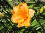 Daylily