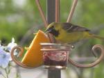 Female orchard oriole