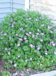 Crainesbill Geranium