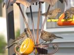 House finches...