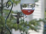 Hummingbird...