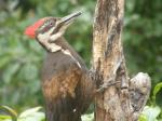 Pileated