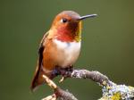 Rufous hummingbird, male.