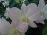 Orchid