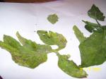 Sick tomato leaves