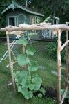 The biggest gourd vine, making the bend.