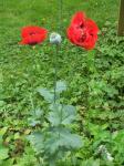 Unknown red flower