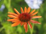 Coneflower....sundown