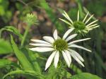 Coneflower, white swan