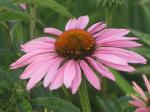 Purple coneflower...