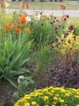 Lilys, sedums, allium,etc.