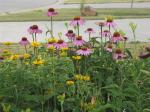 Lorraine sunshine heliopsis and coneflowers..