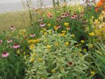 closer view of Lorraine sunshine heliopsis