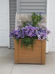 Petunias, salvia and bacopa