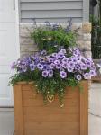 Petunias, salvia and bacopa