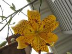 Tiger Lily...