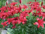 red Lilies