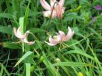 Turks Cap lilies