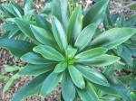 Leaves on unknown tree