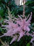 Astilbe