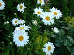 Shasta Daisy