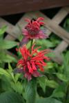 Bee Balm