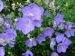 Bellflower "Blue Chips"