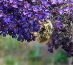 Butterfly Bush and bee