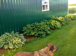 Hosta bed