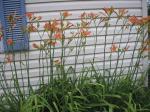 orange lillies
