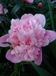 Peony