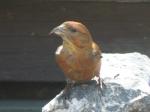 Red Crossbill