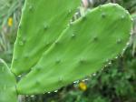 Yes folks...that's raindrops on the cactus!