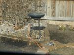 The heated birdbath...look at the wet area around it! 