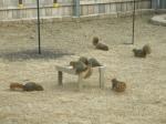 Our 6 resident squirrels we feed...