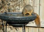 One of them enjoying some liquid refreshment...
