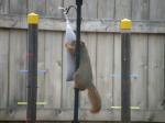 and another making friends with a feed bag...LOL